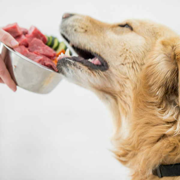 How to Serve Raw Dog Food