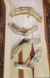 Dehydrated Duck Feet