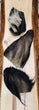 Water Buffalo Ear With Hair